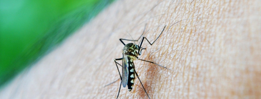 El Mosquito tigre y coronavirus
